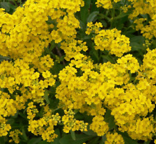 Alyssum seeds 200 for sale  Berwyn