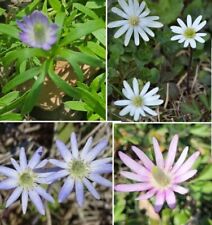 Tenpetal anemone seeds for sale  Houston