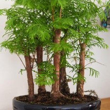 Bonsai metasequoia forest for sale  UK