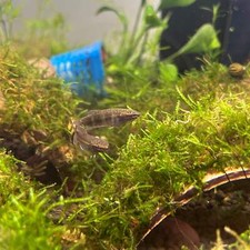 Channoides snake head for sale  Huntington Beach