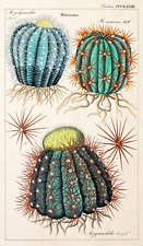 Dietrich kaktus melocactus gebraucht kaufen  Berlin