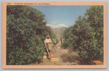 Linen picking oranges for sale  Newton