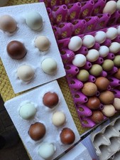 Rainbow mix coloured for sale  CAMBORNE