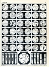 Micróbios, cultura microbiana...  Estampa antiga... Larousse 1897, usado comprar usado  Enviando para Brazil