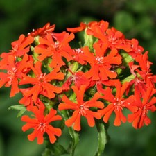 Lychnis chalcedonica flower for sale  Oakland Gardens