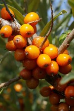 Sanddorn hippophae rhamnoides gebraucht kaufen  Tauberbischofsheim
