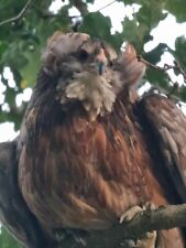 Uova feconde araucana usato  Piegaro