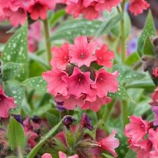 Pulmonaria shrimps barbie for sale  WALLINGFORD