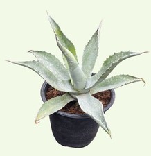 Agave americana cactus for sale  SHEFFIELD