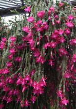 Schlumbergera buckleyi true for sale  LONDON