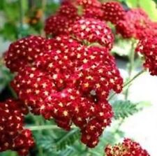 Red yarrow 100 for sale  Southampton