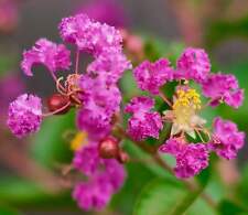 Lagerstroemia indica petal usato  Napoli