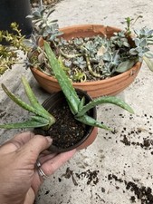 pot vera aloe for sale pot vera aloe for sale Houston