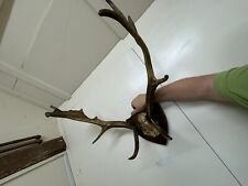 Taxidermy red deer for sale  READING