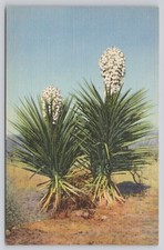Spanish daggers yucca for sale  Fort Wayne