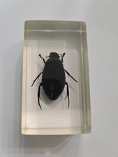 Großer kolbenwasserkäfer ins gebraucht kaufen  Pluwig