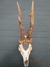 Trophäe rehgehörn geweih gebraucht kaufen  Deutschland