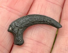 Fossil raptor talon for sale  Jacksonville
