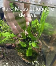 Rare moss anubia d'occasion  Bessines-sur-Gartempe