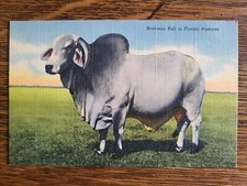 Vintage postcard brahman for sale  Brighton