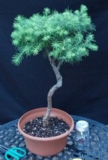 Japanese larch starter for sale  Minnetonka