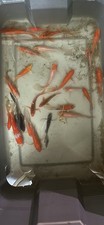 2 beautiful koi for sale 2 beautiful koi for sale Brainerd