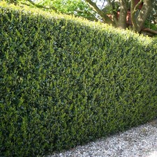 Ilex green hedge for sale  PETERBOROUGH
