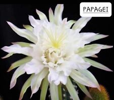 Echinopsis lobivia papagei d'occasion  France