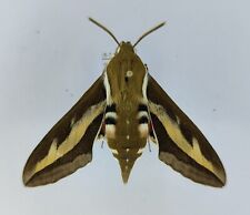 Hyles gallii sphingidae for sale  Shipping to United Kingdom