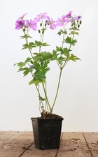 Geranium gracile sirak gebraucht kaufen  Westerstede