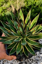 Agave burgundy marginata usato  Massafra