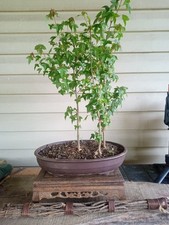 Trident maple forest for sale  Strasburg