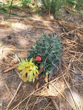 Yellow flowering texas for sale  Carrizo Springs