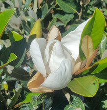 Southern magnolia tree for sale  Ben Wheeler