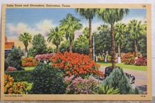 Texas TX Galveston Palm Trees Oleanders cartão postal antigo vintage cartão de vista padrão comprar usado Texas TX Galveston Palm Trees Oleanders cartão postal antigo vintage cartão de vista padrão comprar usado  Enviando para Brazil