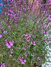 Verbena bampton plant for sale  ASHBY-DE-LA-ZOUCH