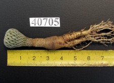 Cactus pelecyphora 40705 for sale  Shipping to United Kingdom