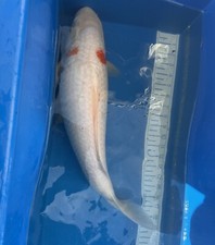 Kohaku live koi for sale  Salt Lake City