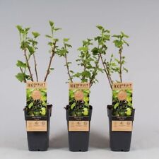 Ribes nero ribes usato  Valmacca