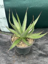 Agave loferox stairway for sale  ASHFORD
