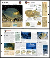 Stingray fish wildlife for sale  SLEAFORD