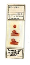 Vintage microscope slide for sale  BIRMINGHAM