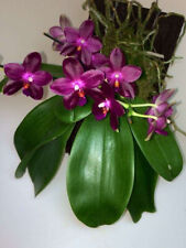 Fragrant orchid phalaenopsis for sale  Fullerton