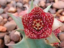 Orbea carnosa subsp. SEMENTES Keithii - comprar usado  Enviando para Brazil