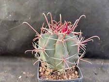 Ferocactus peninsulae cactus usato  Massafra