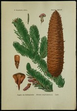 1898ca fir colorful d'occasion  Expédié en Belgium