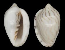 Coquillage collection marginel d'occasion  Lyon VI