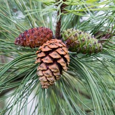 Pinus ponderosa tree for sale  Oakland Gardens