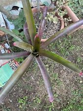 Neoregelia spectabilis usato  Palermo