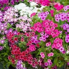 Phlox summer colour for sale  GLASGOW